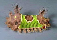 Saddleback Caterpillar